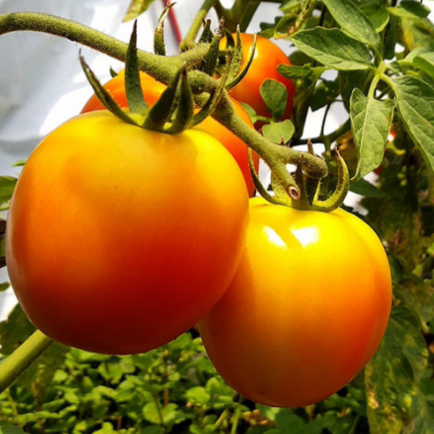 Golden California Tomatoes - Cultivate Your Own Crop Tomates Golden California - Cultivez votre propre culture