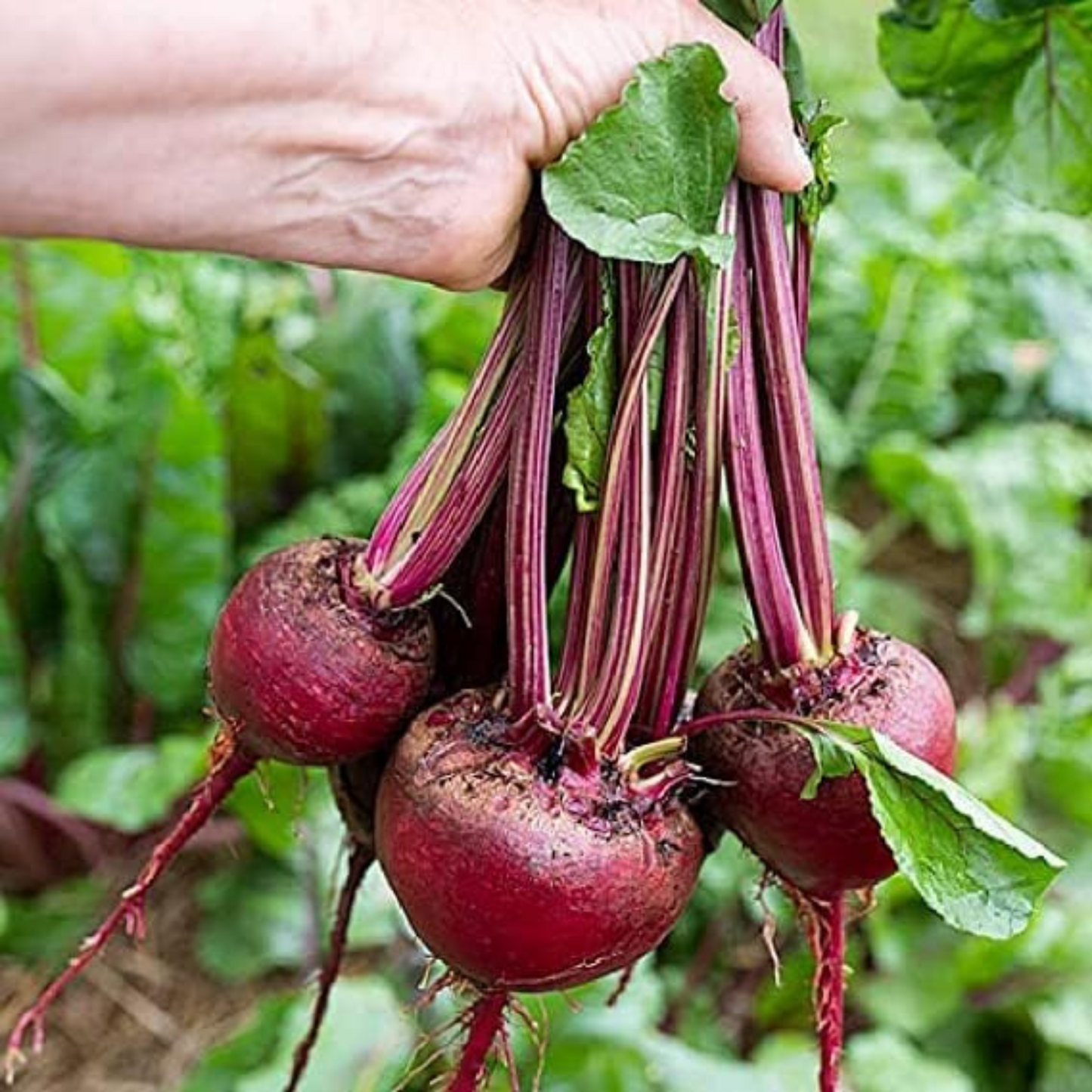 Early wonder beetroot seeds for a spring harvest. Graines de betterave Early Wonder pour une récolte de printemps.