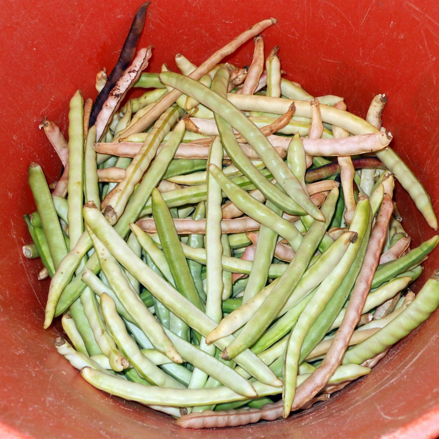Their pale green color resembling precious emeralds. Leur couleur vert pâle ressemble à de précieuses émeraudes.