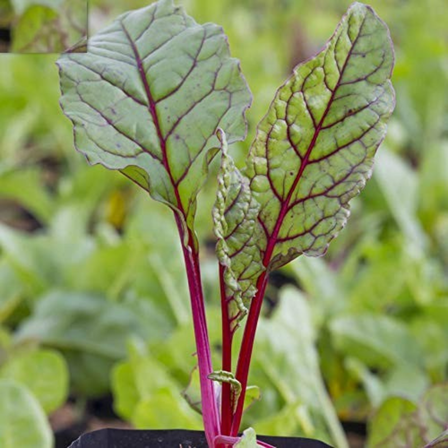 Get these seeds of vibrant Ruby Red Swiss Chard. Procurez-vous ces graines de bette à carde rouge rubis vibrante