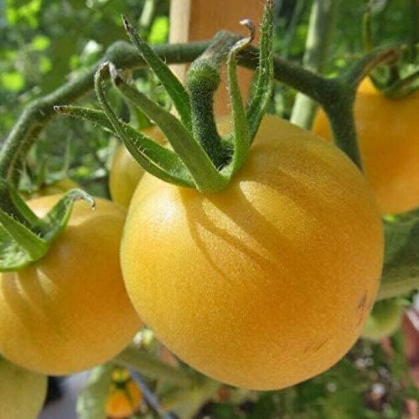 These seeds can be grown indoors or outdoors. Ces graines peuvent être cultivées à l’intérieur ou à l’extérieur.