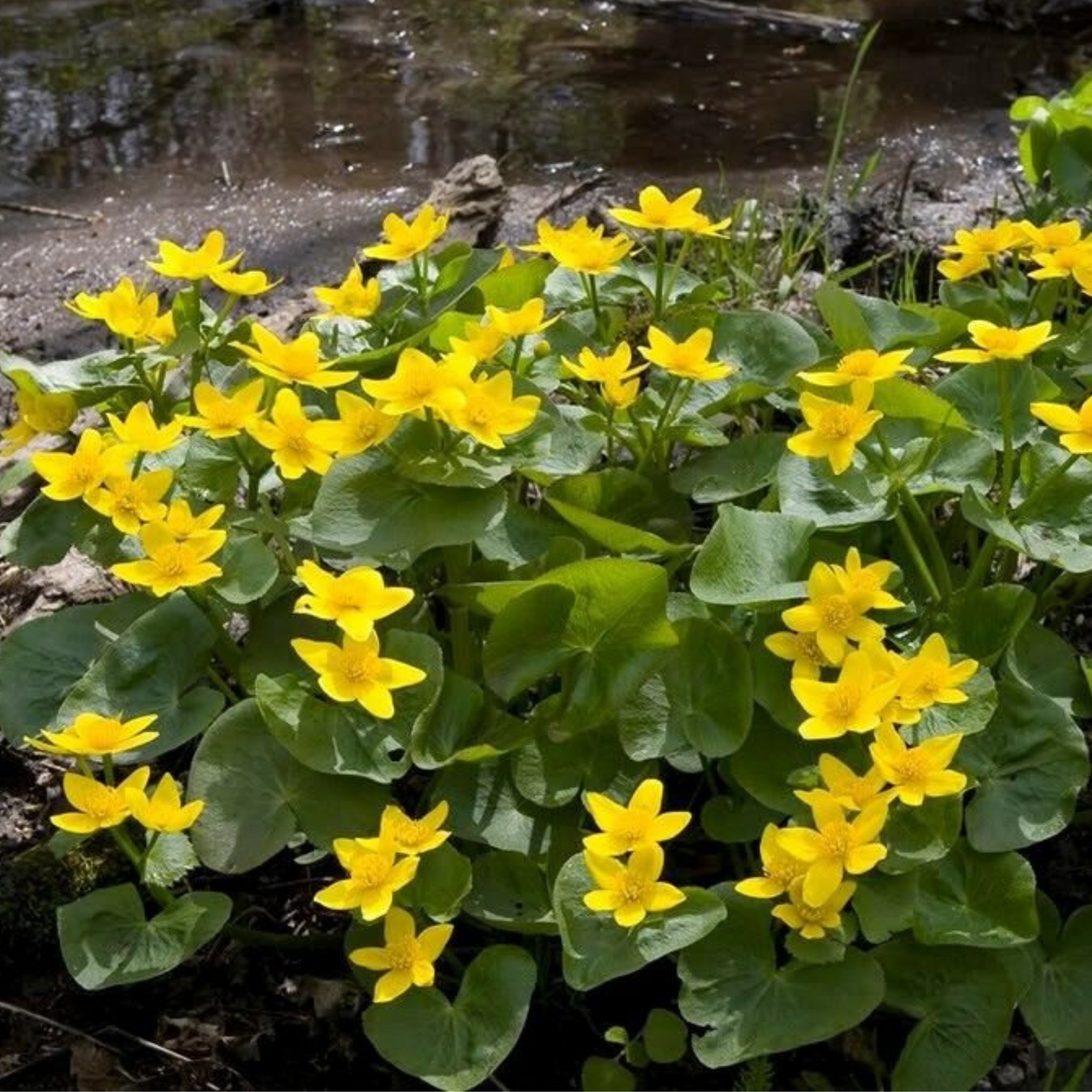 Swamp marigold flower ready for planting in your garden. Fleur de marihub de marais prête à planter dans votre jardin.