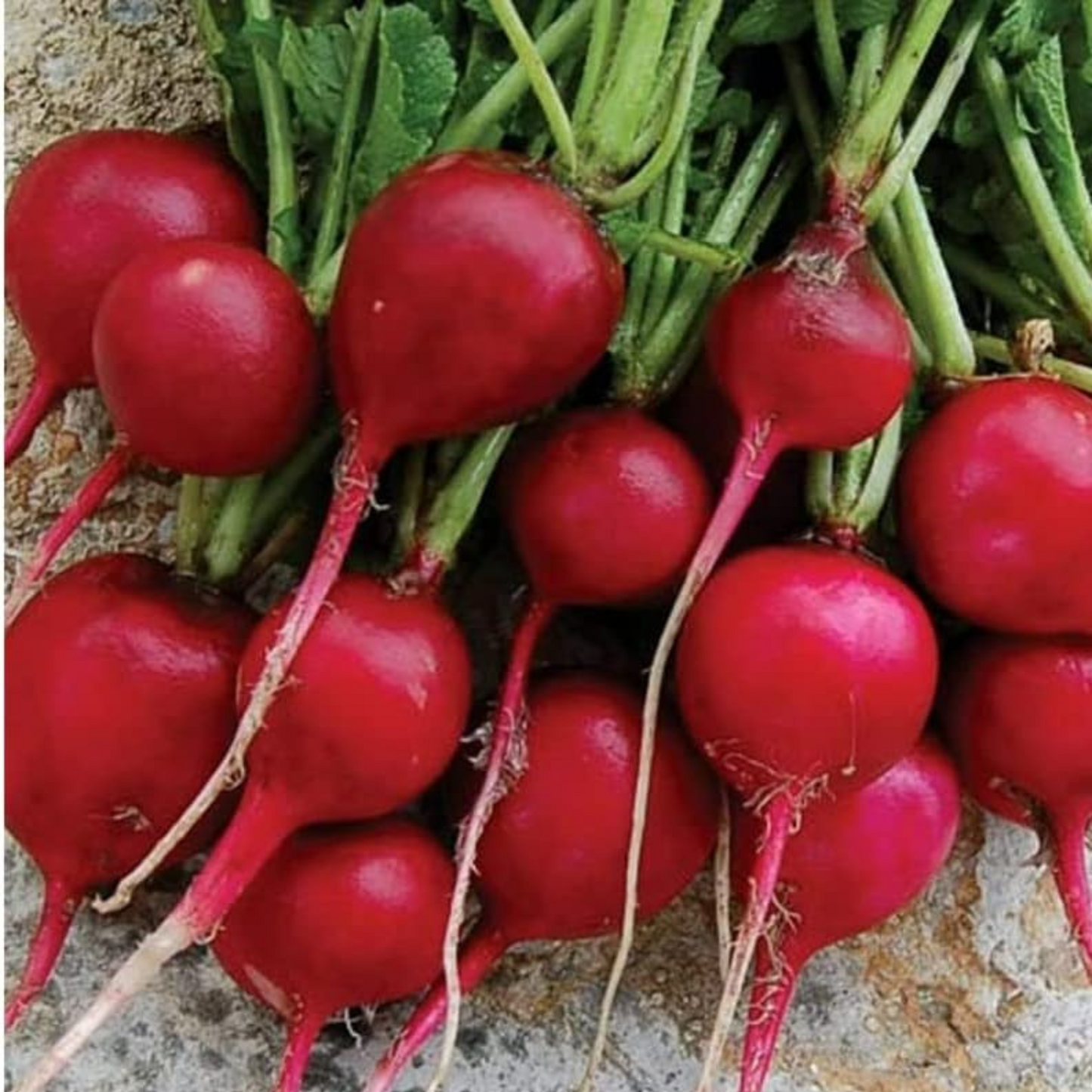 Packet of early scarlet radish seeds, fresh & crunchy. Sachet de graines de radis écarlate précoce, fraîches et croquantes.