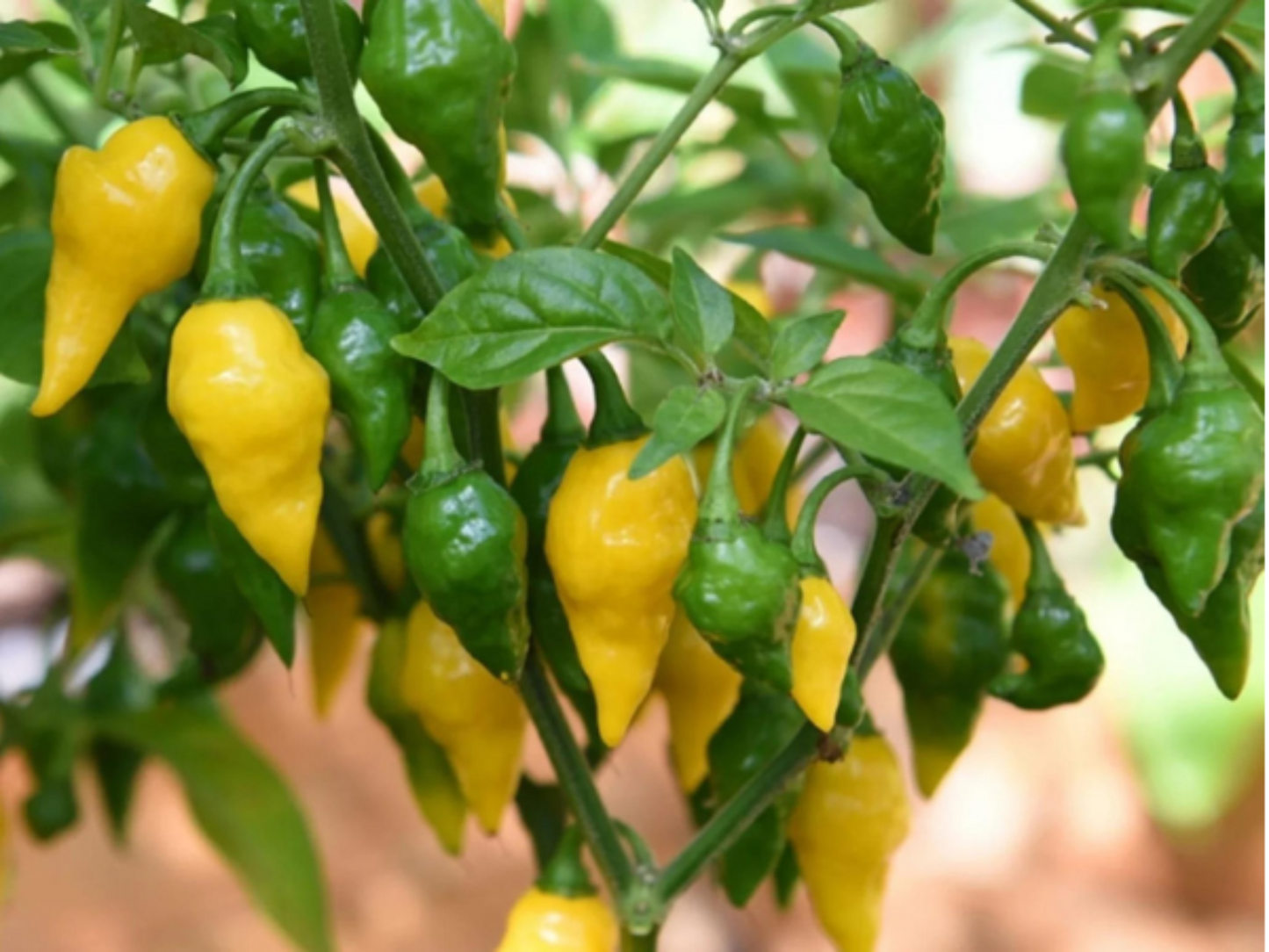 Grow your citrusy-hot peppers Yellow Lemon Habanero Cultivez vos piments forts aux agrumes Yellow Lemon Habanero