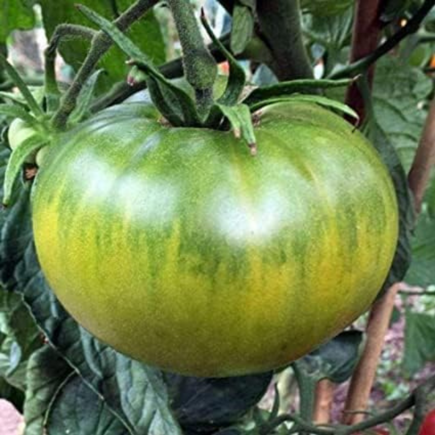 Grow your own green tomatoes at home with Aunt Ruby Cultivez vos propres tomates vertes à la maison avec Tante Ruby