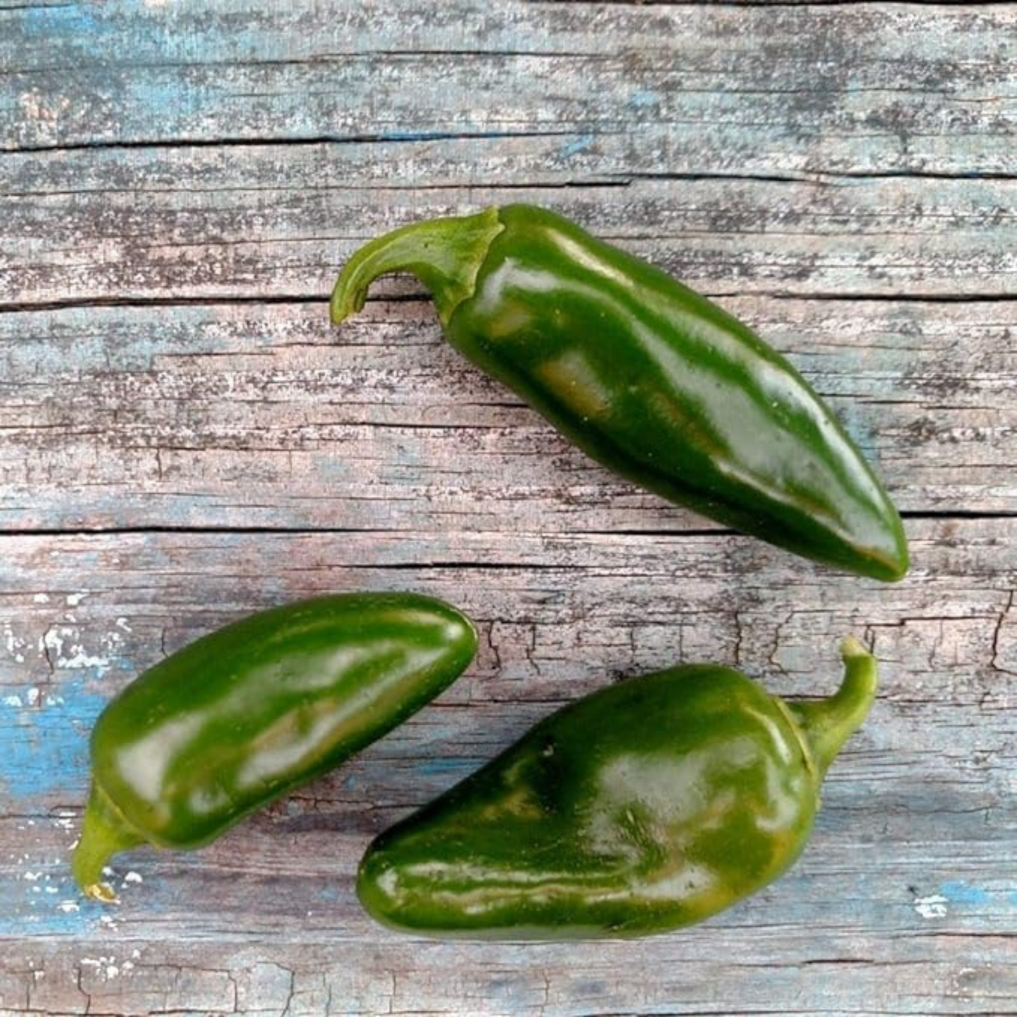 TAM Jalapeno Seeds for growing your own hot peppers. TAM Jalapeno Seeds pour cultiver vos propres piments forts.