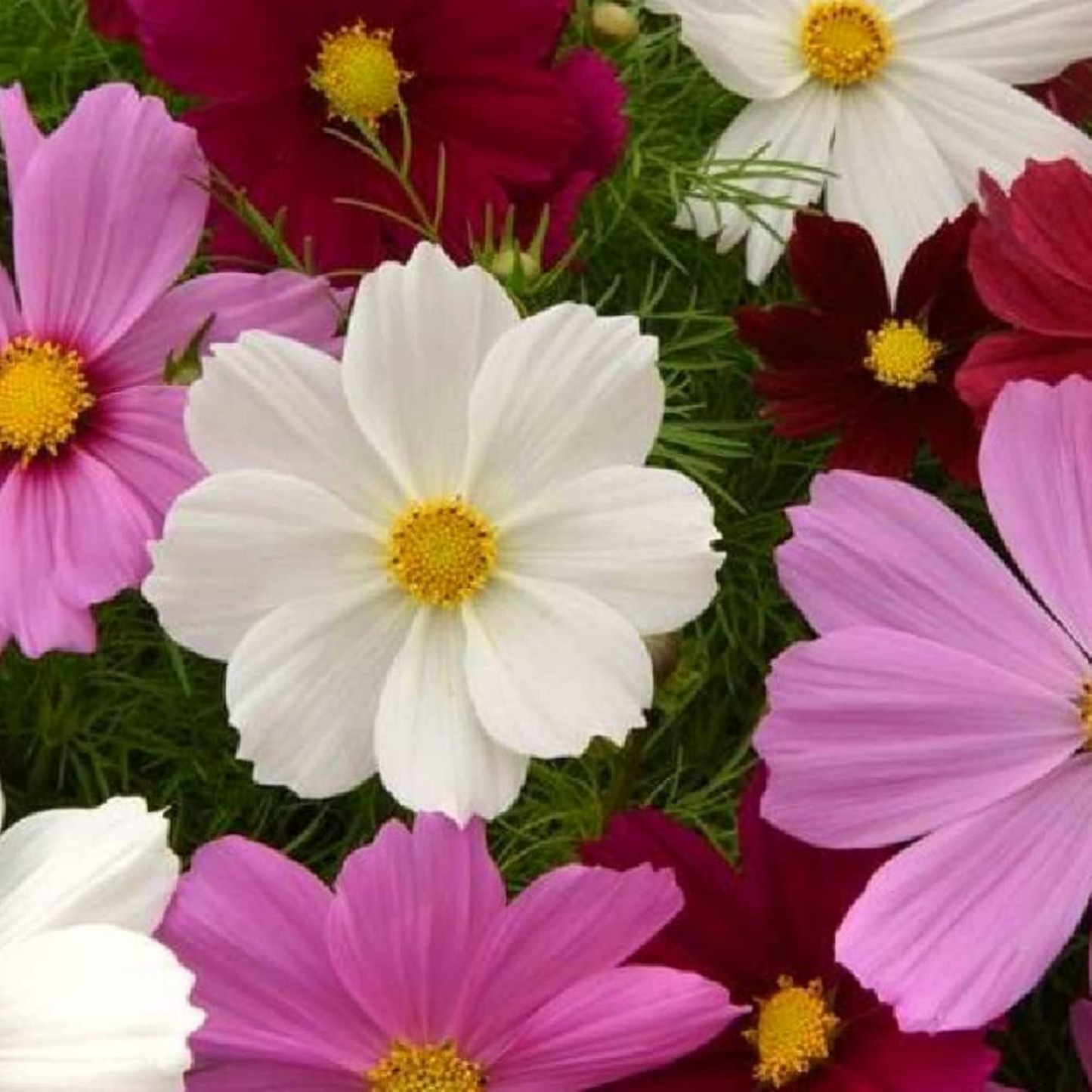 Create a stunning garden with this mix of Dwarf Cosmos Créez un jardin époustouflant avec ce mélange de Dwarf Cosmos