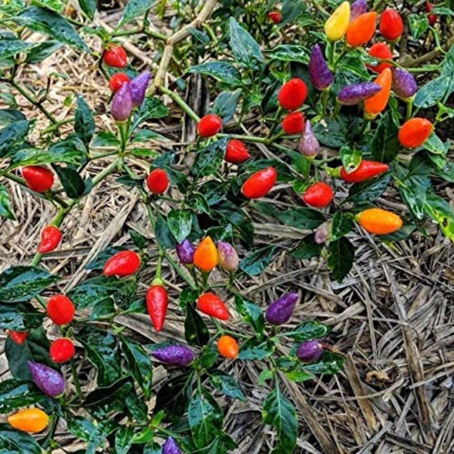 Perfect for planting your own pickled pepper crop. Parfait pour planter votre propre culture de poivre mariné.