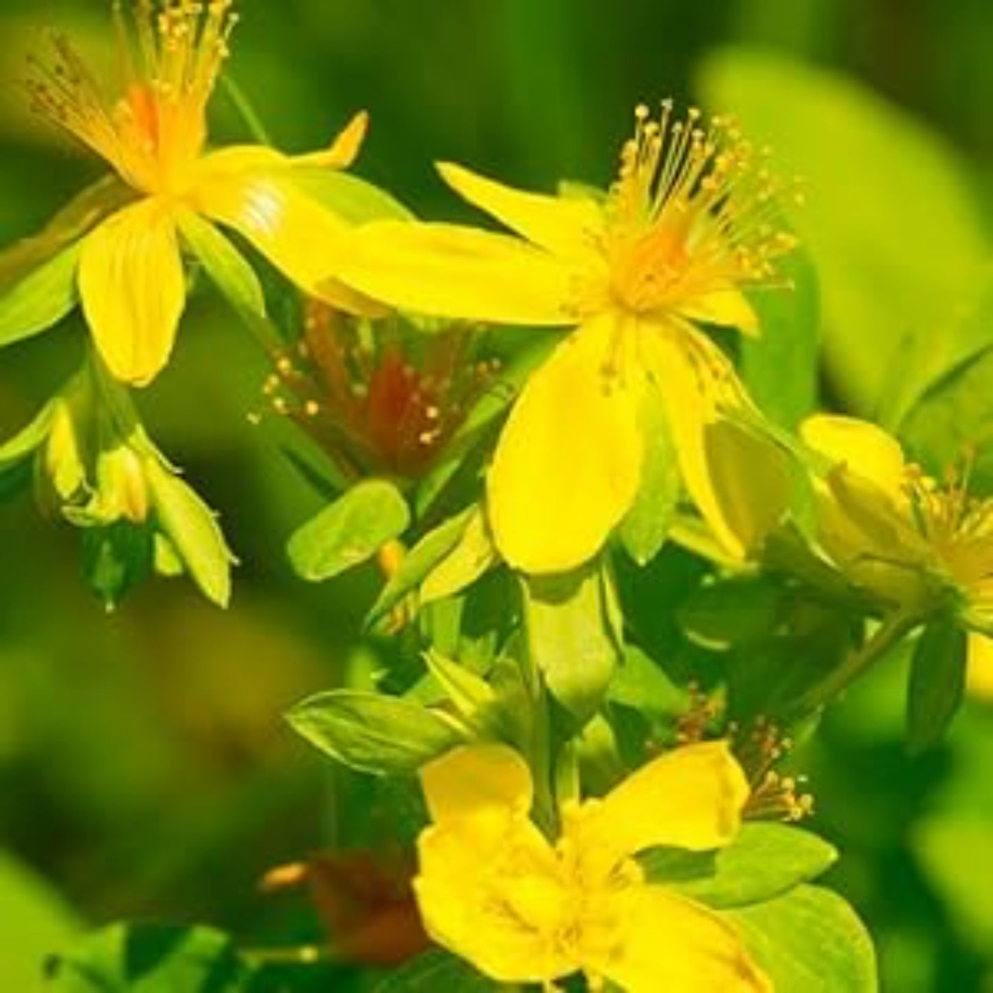 Start Your Garden with Great St. John's Wort Seeds Démarrez votre jardin avec d’excellentes graines de millepertuis