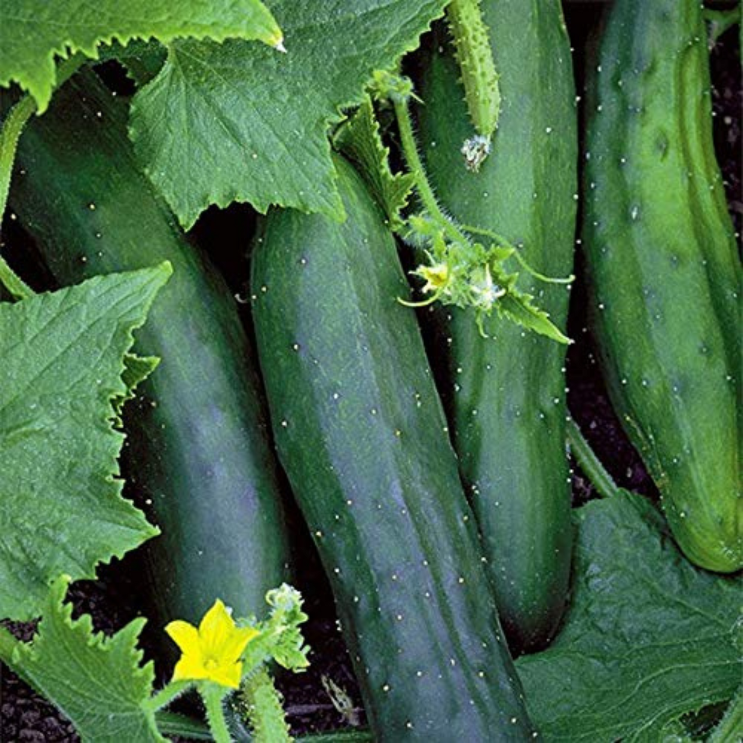 Straight Eight cucumbers Perfect for salads and pickling. Huit concombres droits Parfait pour les salades et les décapage.