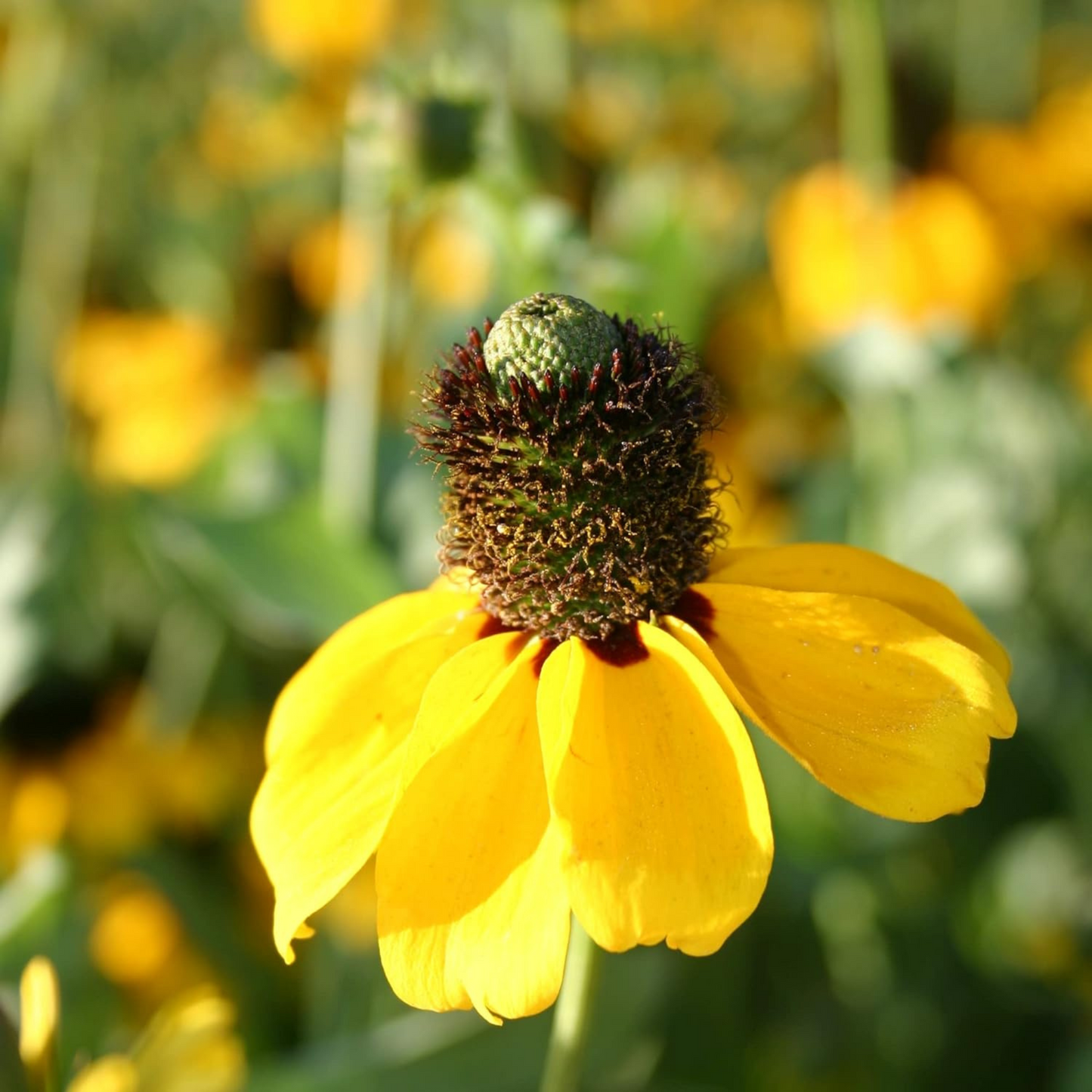 Bright wildflower is identified by its clasping leaves La fleur sauvage brillante est identifiée par ses feuilles enveloppantes