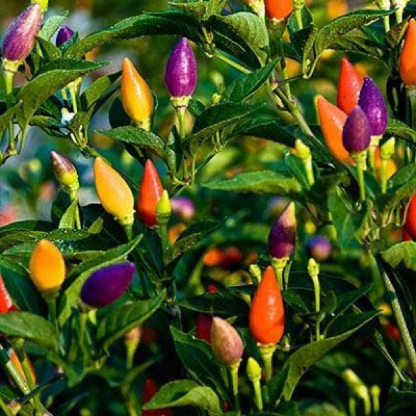 A pack of seeds for growing sweet peppers at home. Un paquet de graines pour la culture de poivrons doux à la maison.