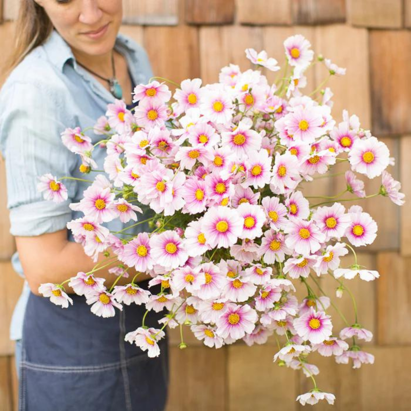 Unique combination of pale-pink and rosy-pink flowers. Combinaison unique de fleurs rose pâle et rose.