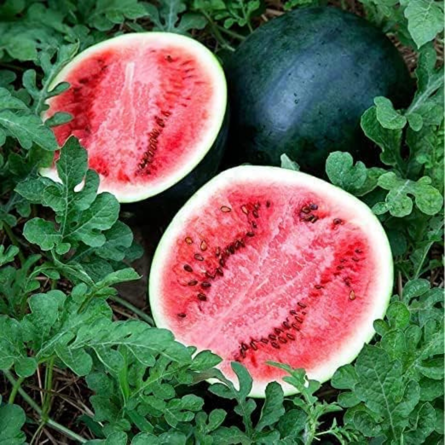 row your own juicy watermelons with these seeds! rangez vos propres pastèques juteuses avec ces graines !