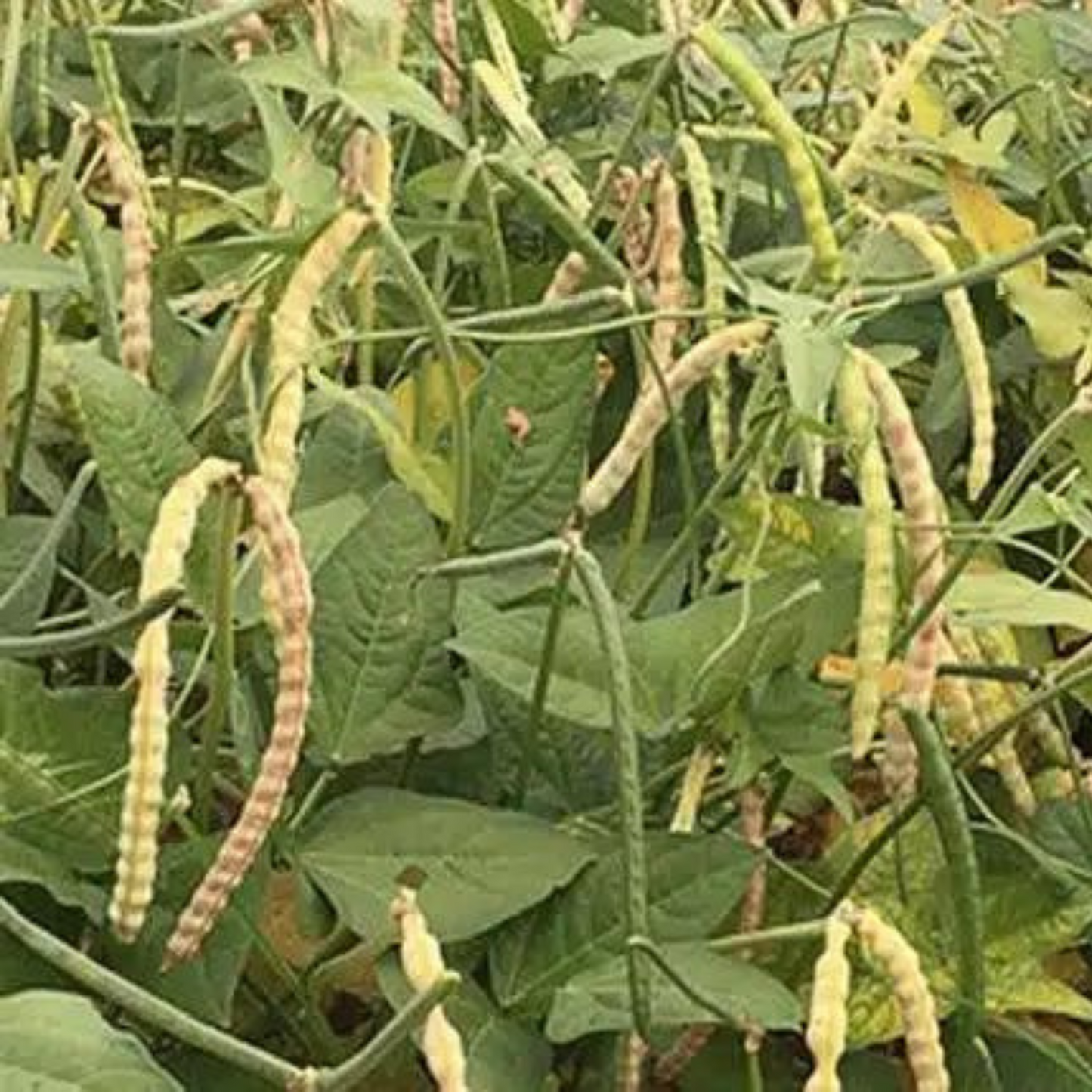 Delicate tendrils of Zipper Cream pea plants. Vrilles délicates de plantes de pois Zipper Cream.