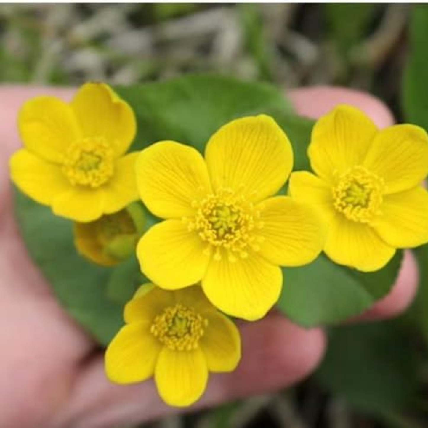 Add a pop of color to your garden with these marigolds. Ajoutez une touche de couleur à votre jardin avec ces marinades.