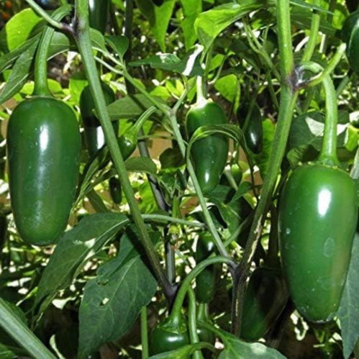 Get ready to plant TAM Jalapeno and grow some heat! Préparez-vous à planter TAM Jalapeno et à faire pousser de la chaleur !