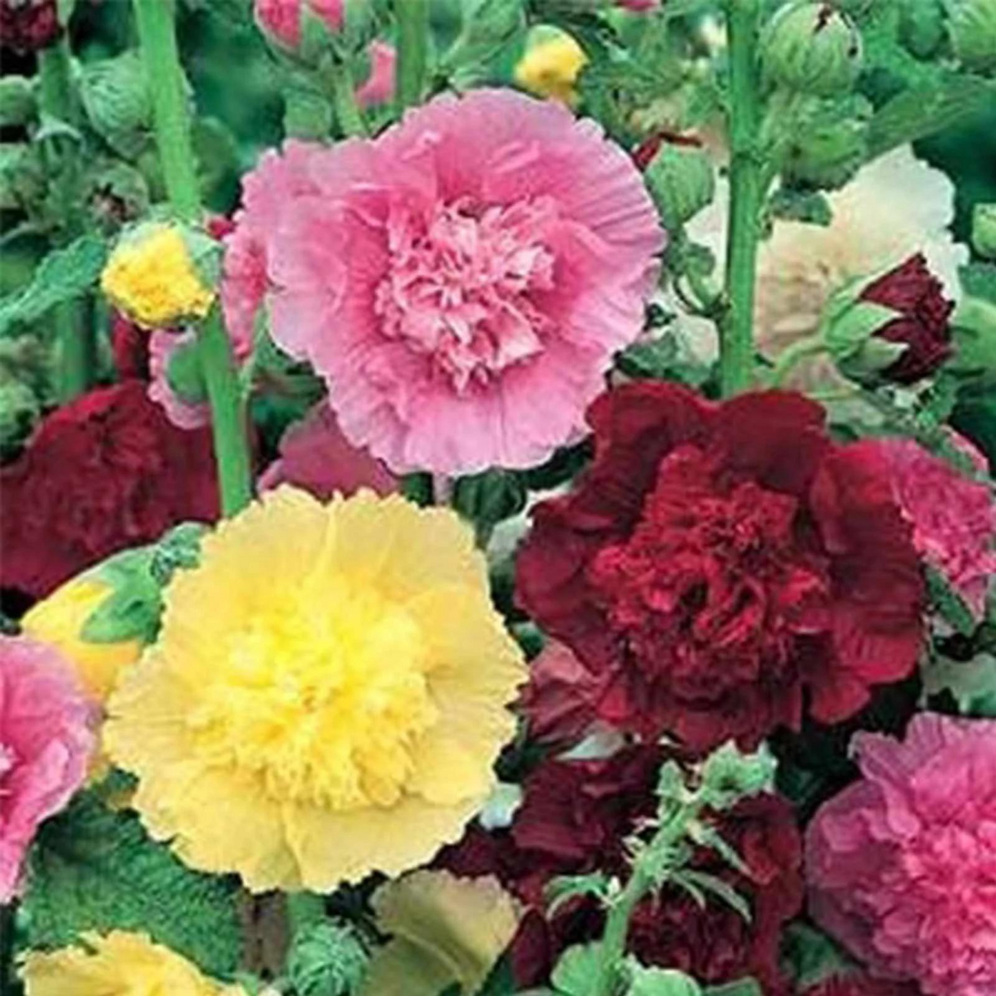 Vibrant summer carnival hollyhock seeds for your garden. Graines de carnaval vibrantes d'été pour votre jardin.
