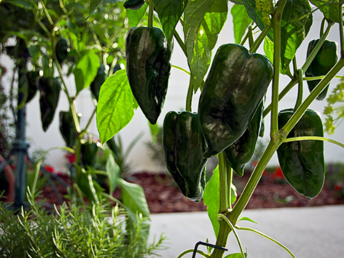 Poblano chili peppers ready to harvest Piments Poblano prêts à la récolte