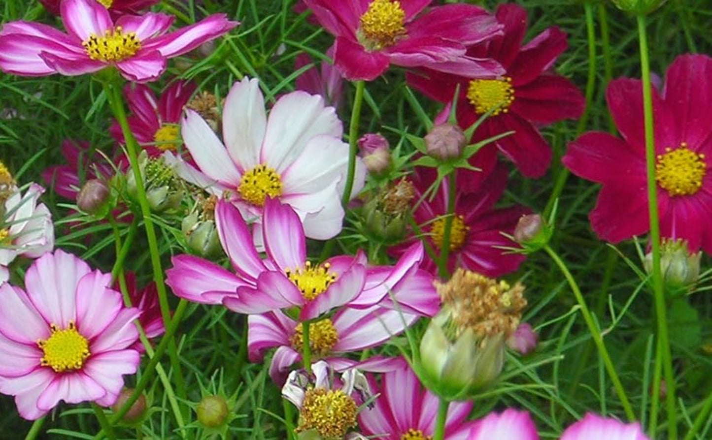 Beautiful picotee cosmos flower in bloom Belle fleur de cosmos picotee en fleurs