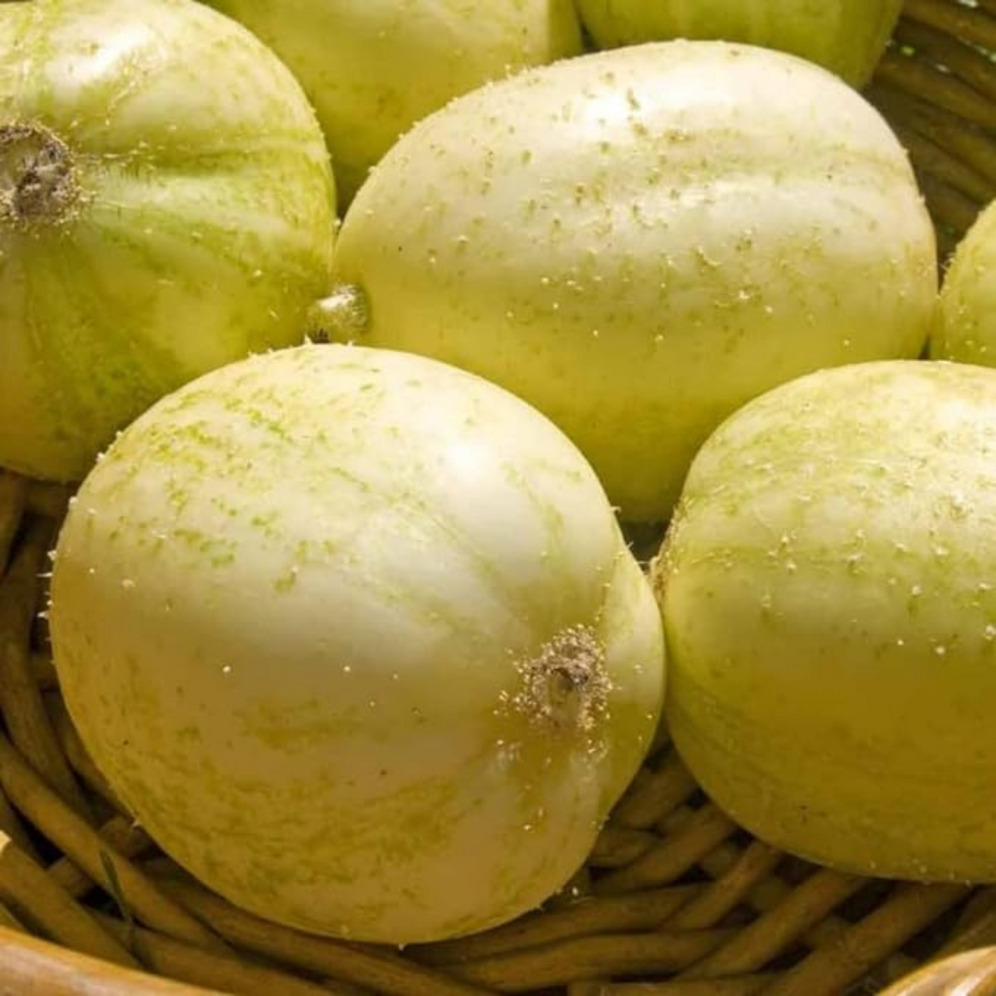 A basket filled with fresh lemon cucumber resting on table. Un panier rempli de concombre au citron frais posé sur une table.