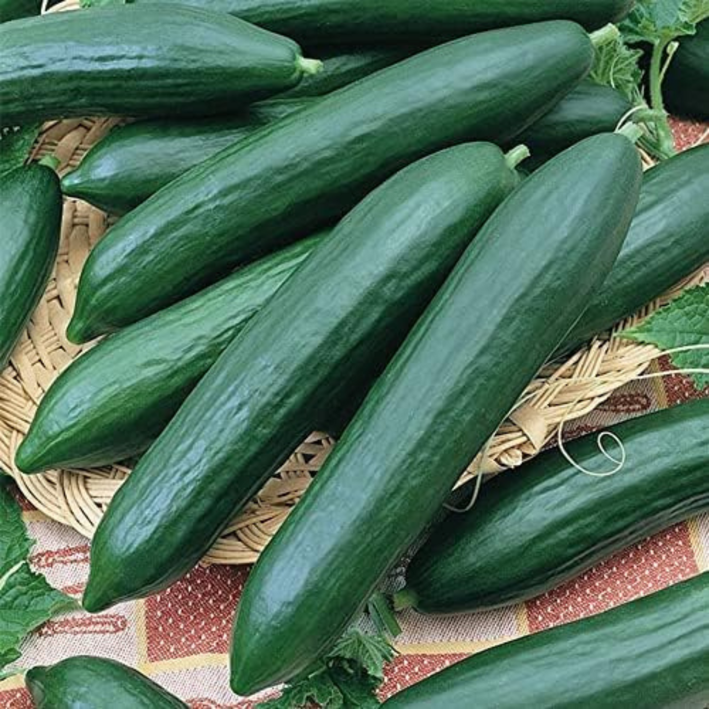 Start your cucumber garden with Tendergreen Burpless. Commencez votre jardin de concombres avec Tendergreen Burpless.