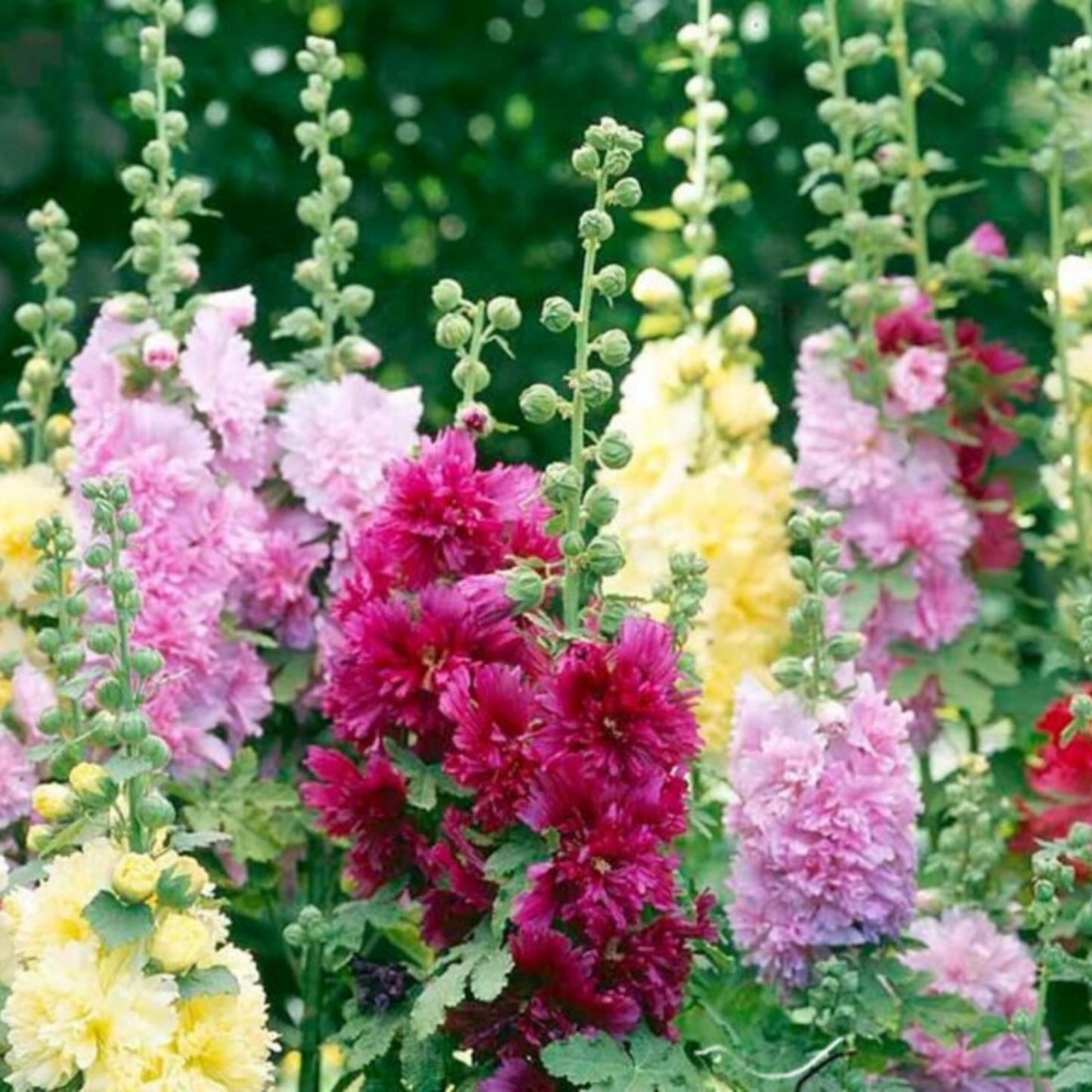 Brighten up your garden with summer carnival hollyhock seeds Éclairez votre jardin avec des graines de hollyhock carnaval d'été