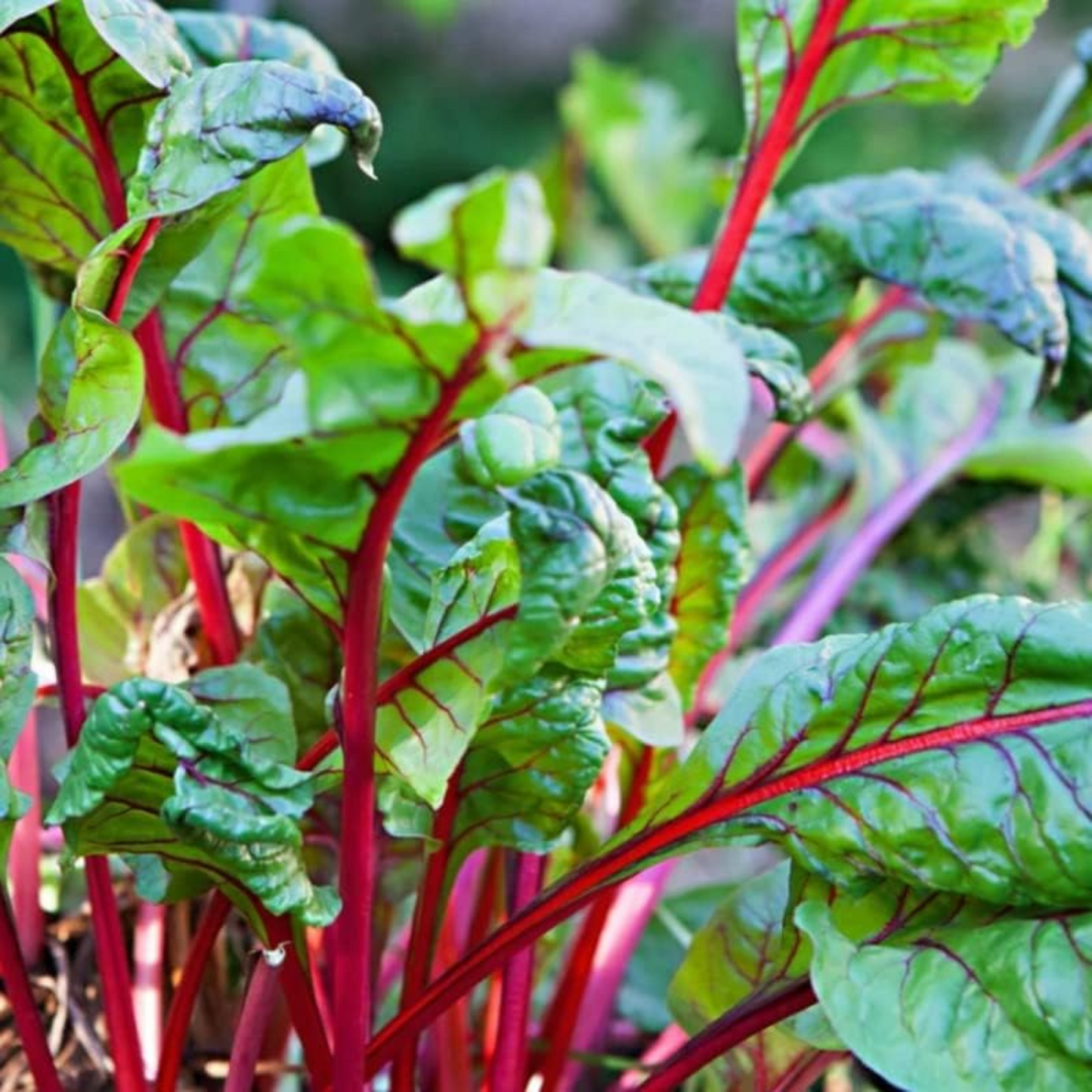 Plant Ruby Red Swiss Chard for a colorful harvest. Plantez de la bette à carde rouge rubis pour une récolte colorée.