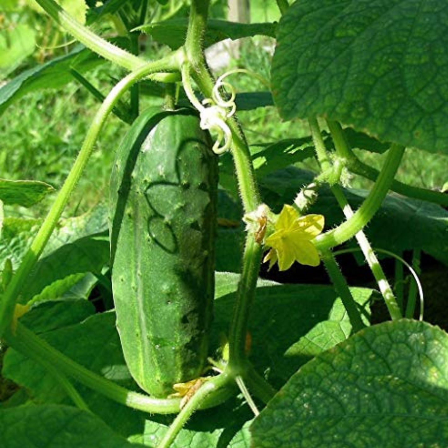 Where big cucumber flavor meets small garden dreams Là où la grande saveur de concombre rencontre les petits rêves de jardin
