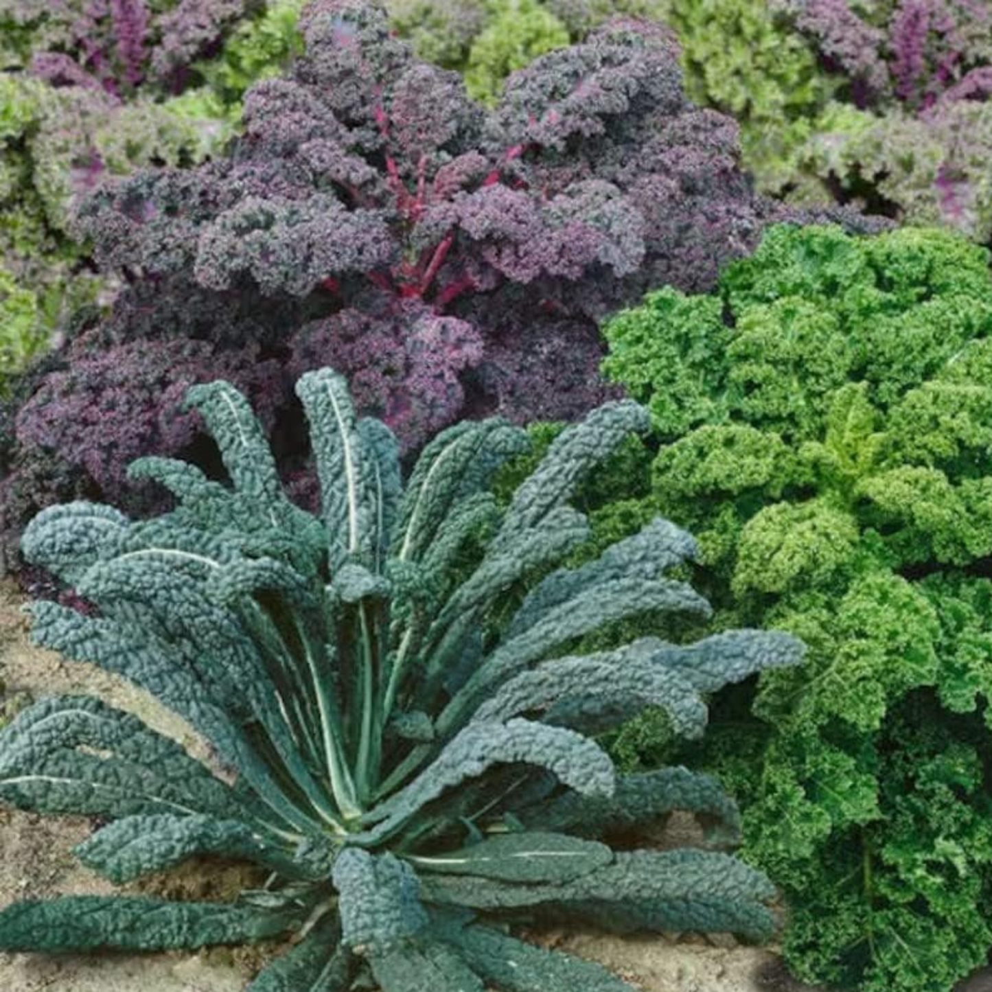 Simple gardening process for beginners and experts alike. Processus de jardinage simple pour les débutants et les experts.