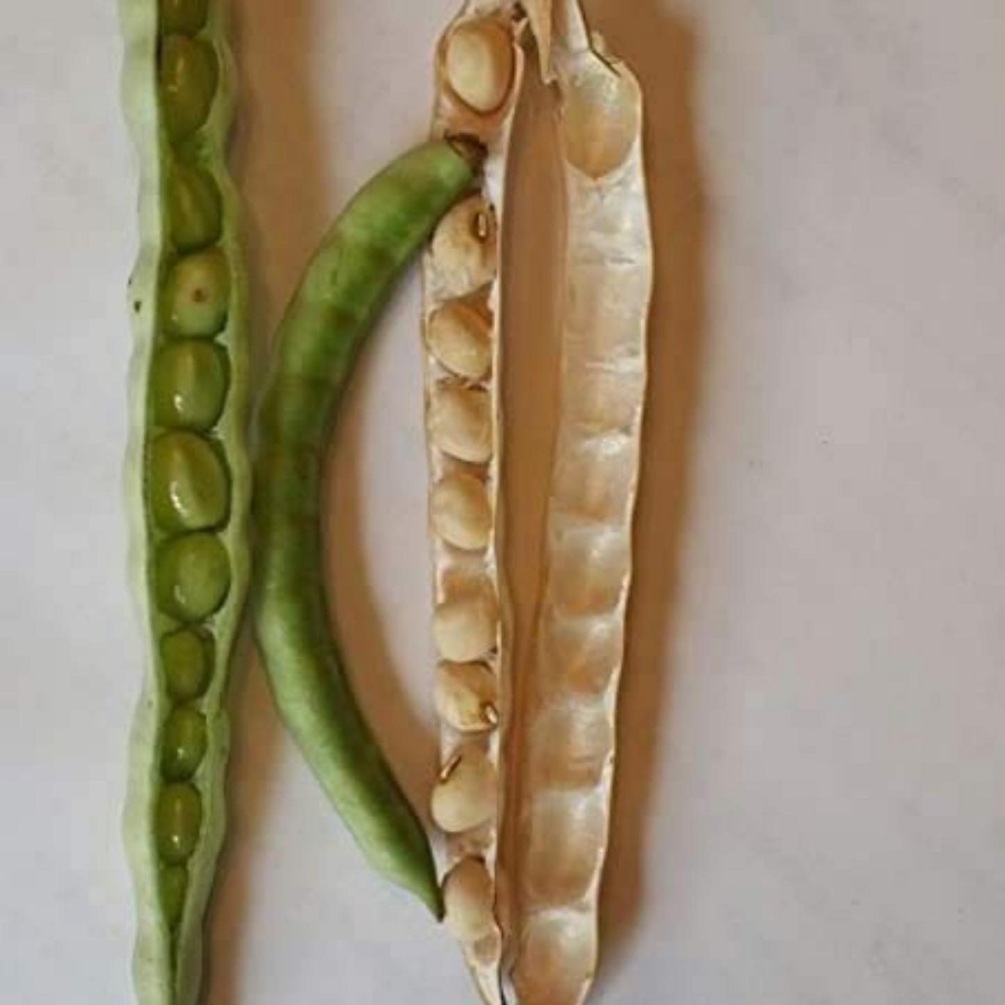 Zipper Cream pea pods, ready to be plucked and enjoyed. Gousses de pois Zipper Cream, prêtes à être cueillies et dégustées.
