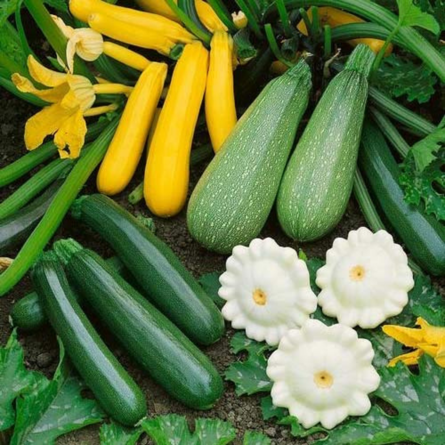 Grow your own summer symphony of squash. Cultivez votre propre symphonie estivale de squash.