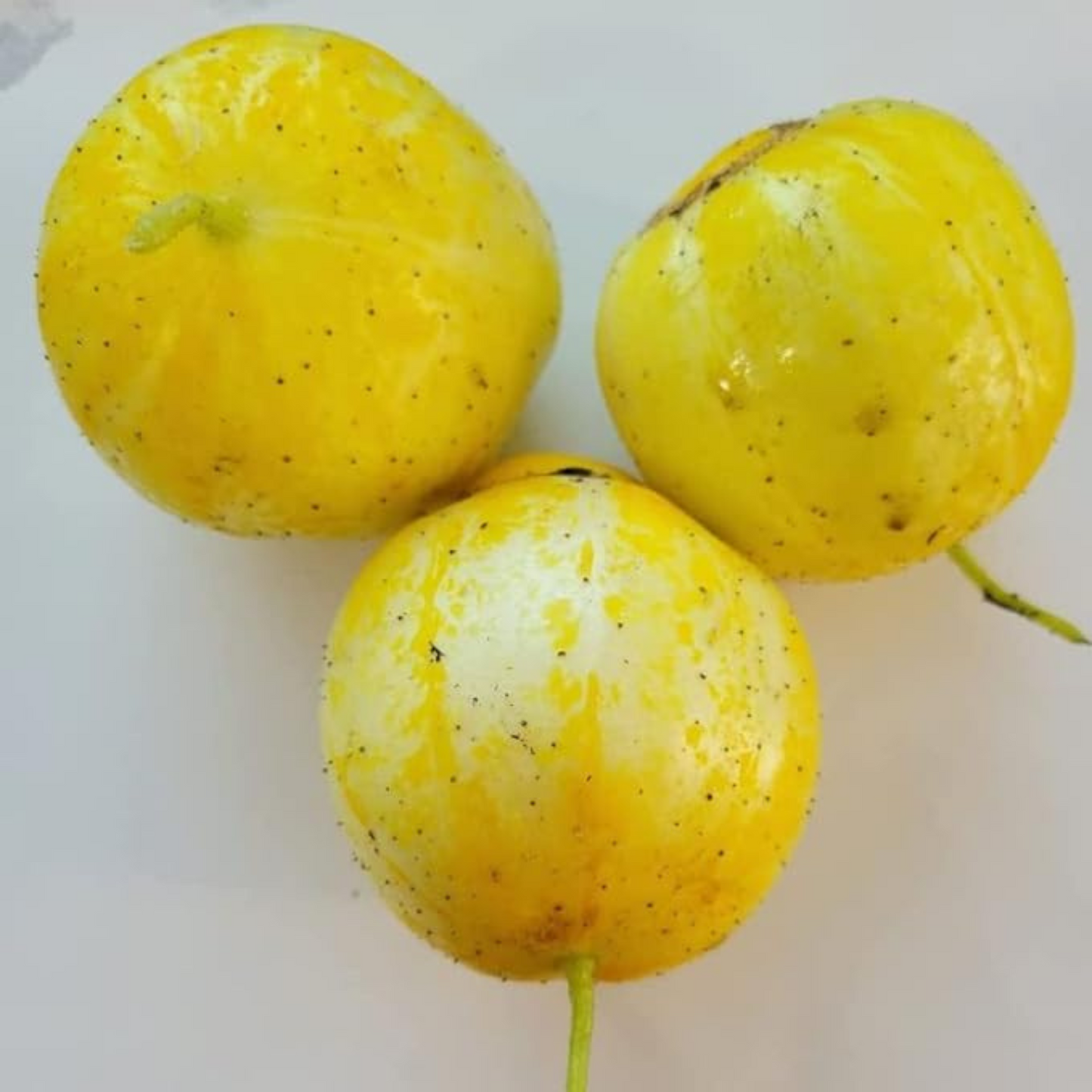 Yellow cucumber-like twist on traditional green cucumber. Jaune concombre, torsion sur le vert traditionnel concombre.