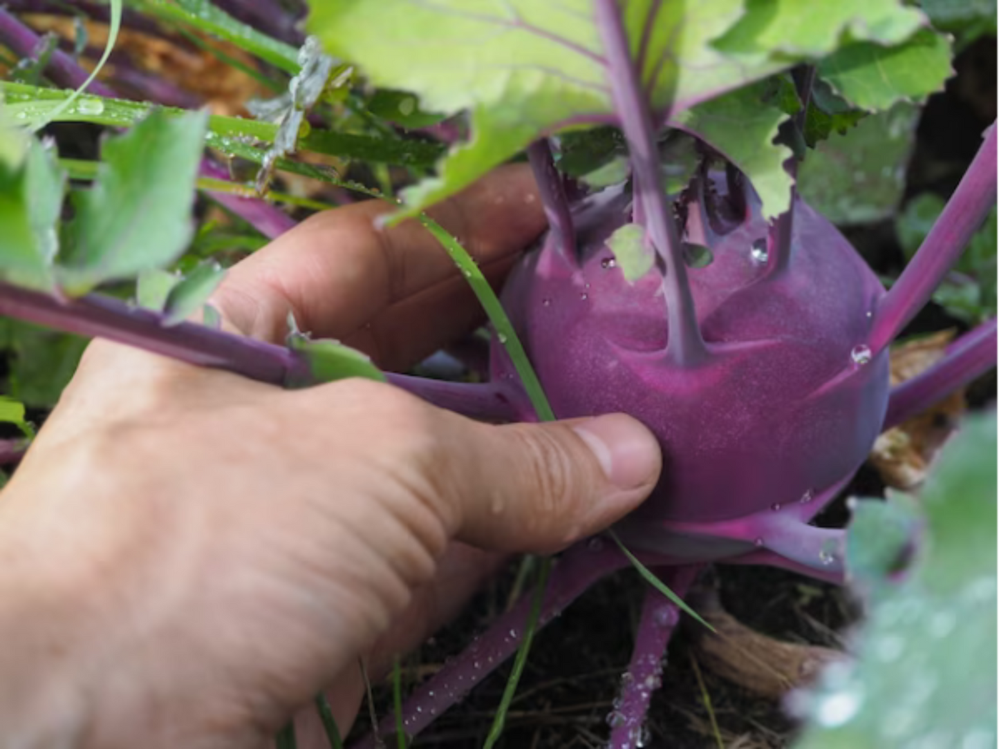 Purple Vienna Kohlrabi: known for its unique color and flavor Chou-rave violet de Vienne : connu pour sa couleur et sa saveur uniques