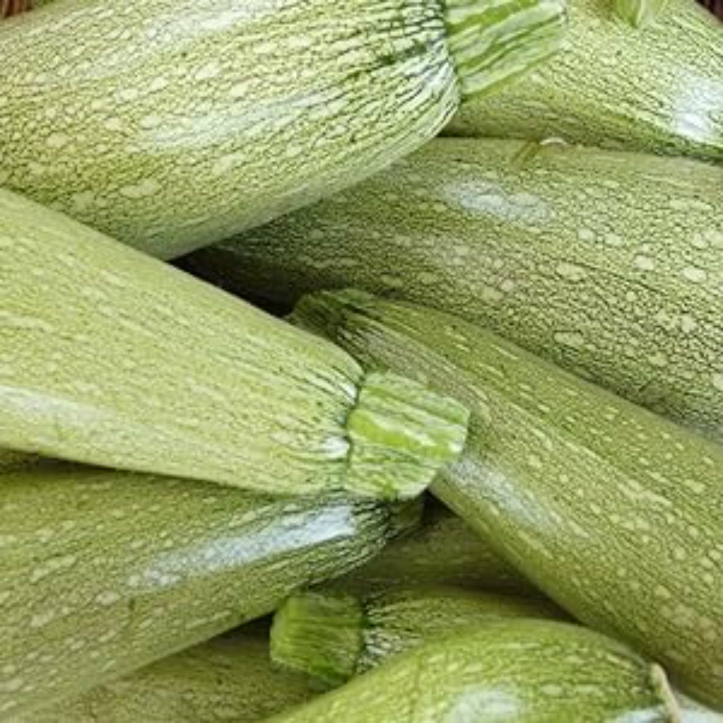 Vibrant photograph displaying the grey zucchini seeds Photographie vibrante montrant les graines de courgettes grises