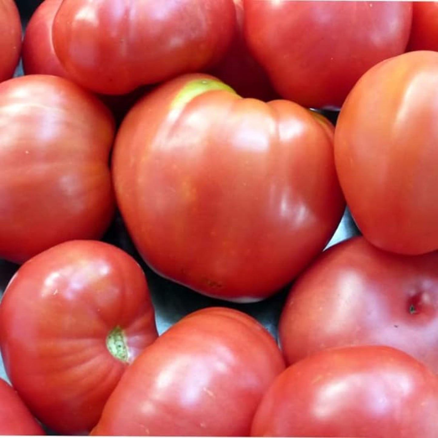 Bunch of Oxheart tomato Bunch de tomate Oxheart