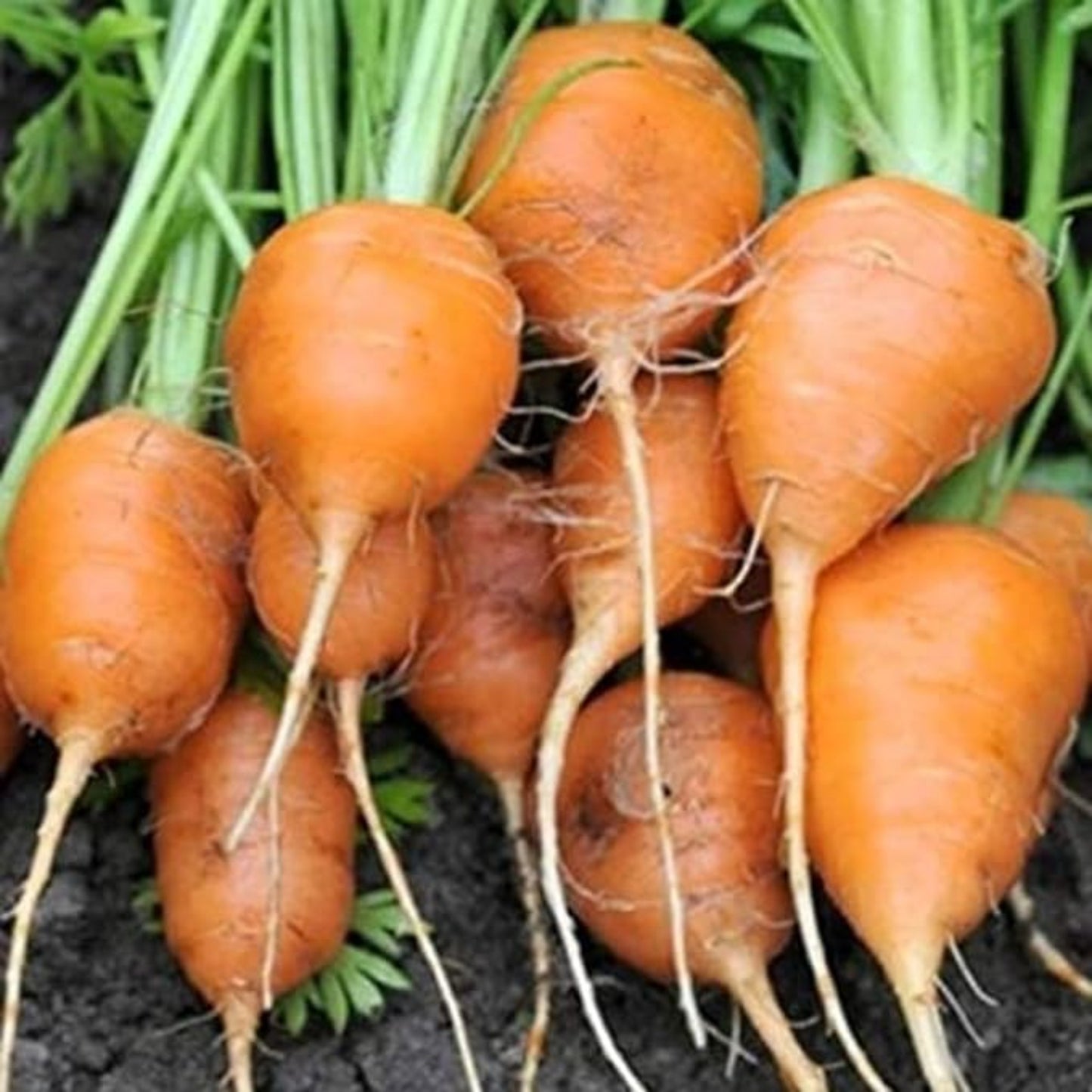 High-Quality Parisian Carrot Carotte parisienne de haute qualité