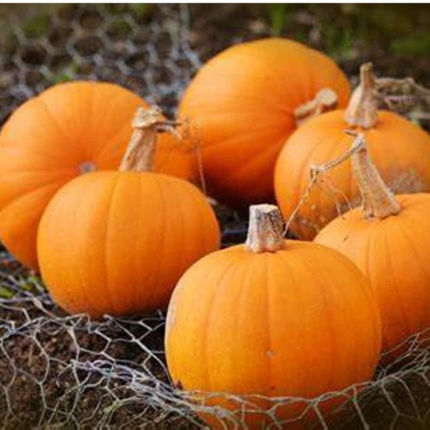 Fresh Small Sugar Pumpkin in a net Petite citrouille à sucre fraîche dans un filet