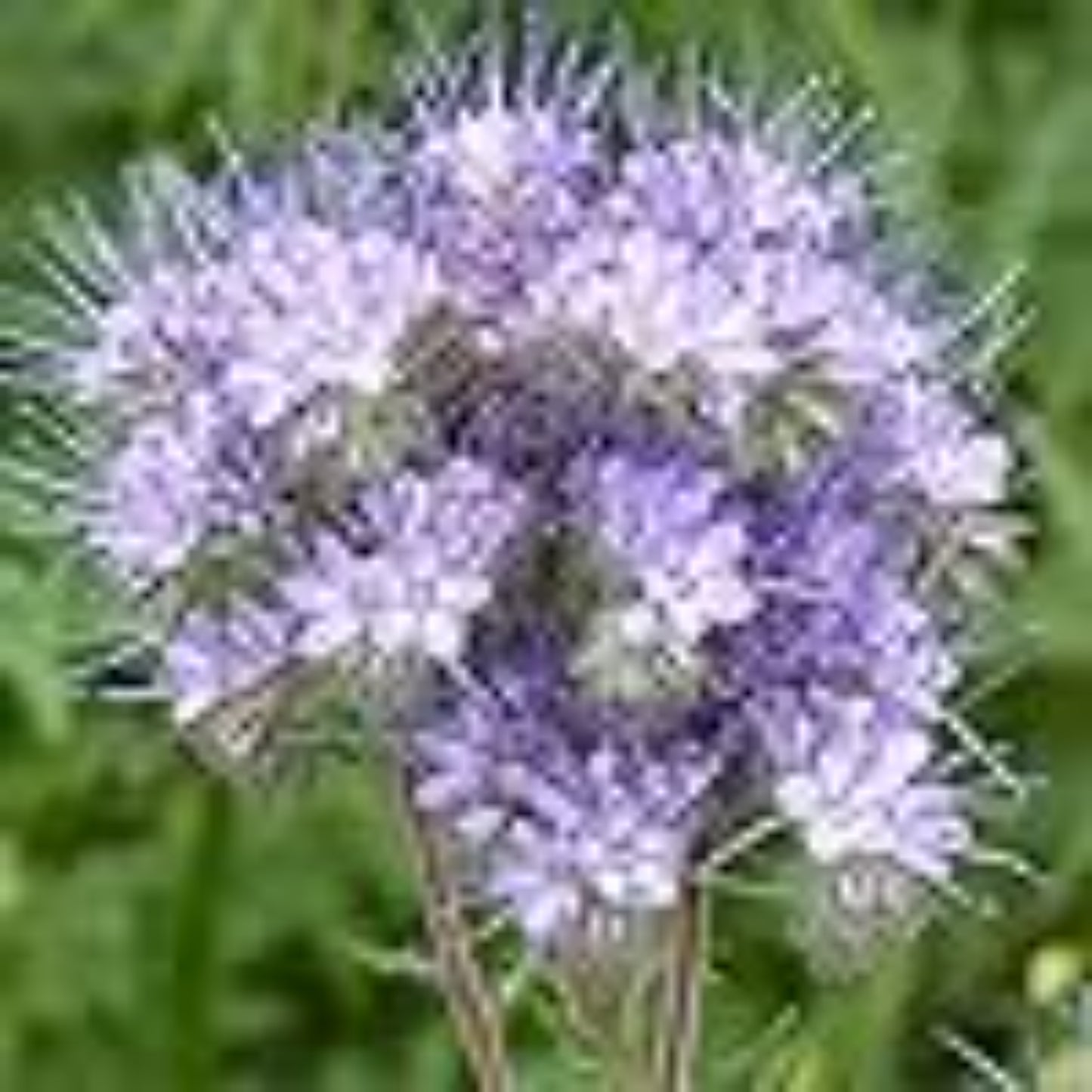 Sunlight filtering through Lacy Phacelia blossoms La lumière du soleil filtre à travers les fleurs de Lacy Phacelia
