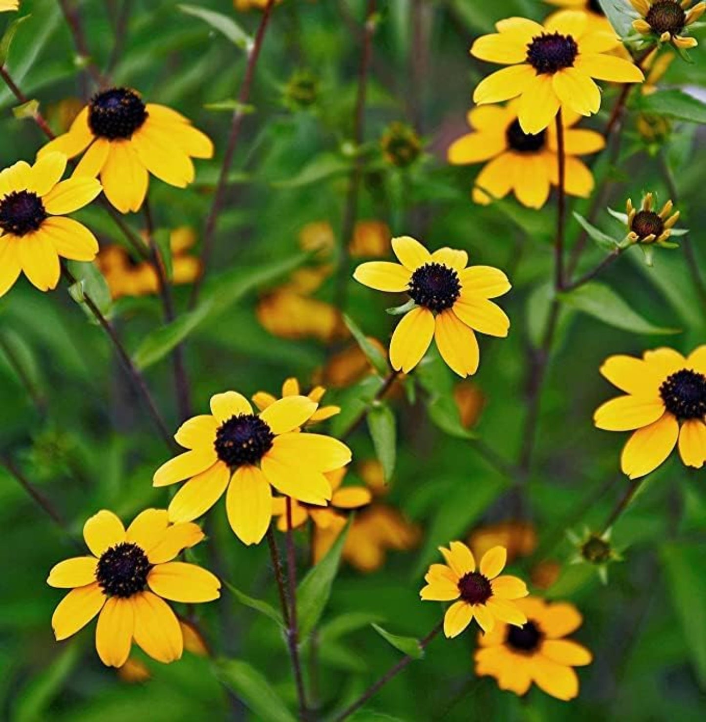 bunch of Black-eyed Susan Flowers backyard garden bouquet de fleurs de Susan aux yeux noirs jardin d'arrière-cour