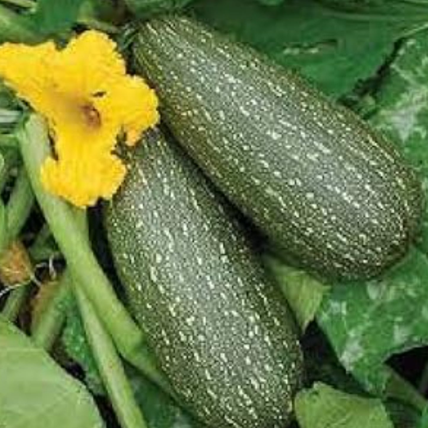 Close-up of Grey Zucchini Seeds, Perfect for Gardening gros plan de graines de courgettes grises, parfaites pour le jardinage