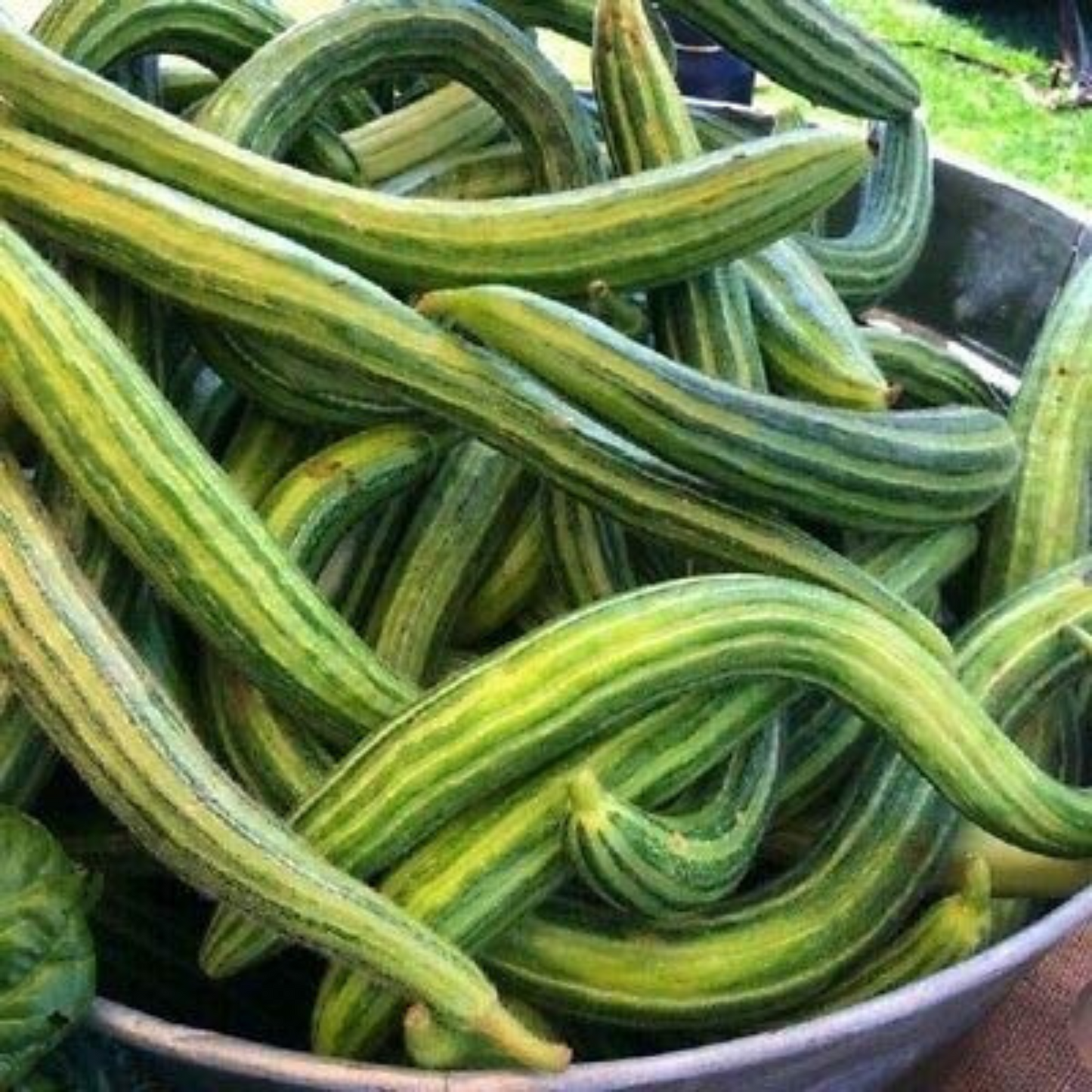 Plant happiness, grow snake melons cucumbers! Plantez le bonheur, cultivez des melons serpents, des concombres !