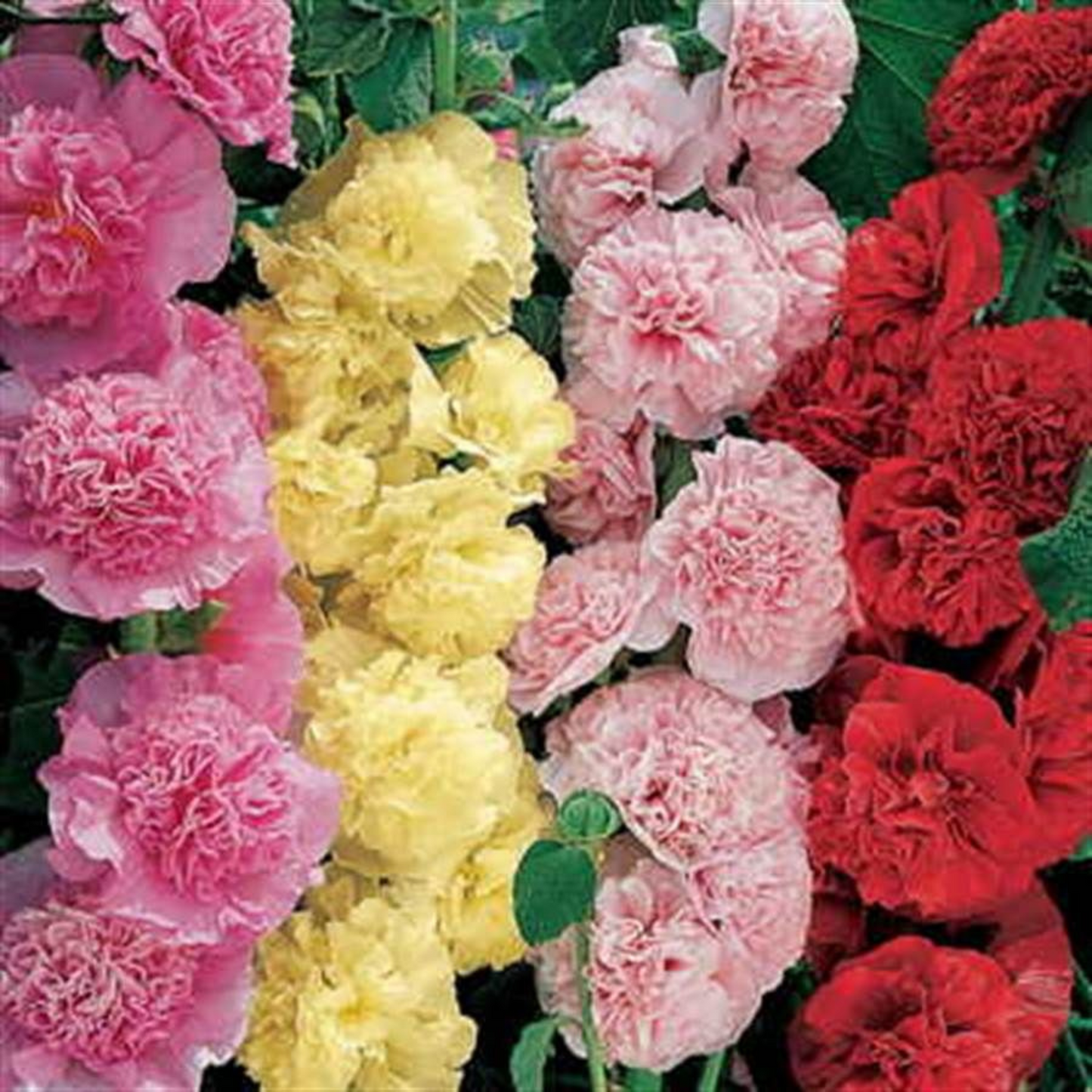 Pop of color to your garden with summer carnival hollyhock. Pop de couleur à votre jardin avec le carnaval d'été hollyhock.
