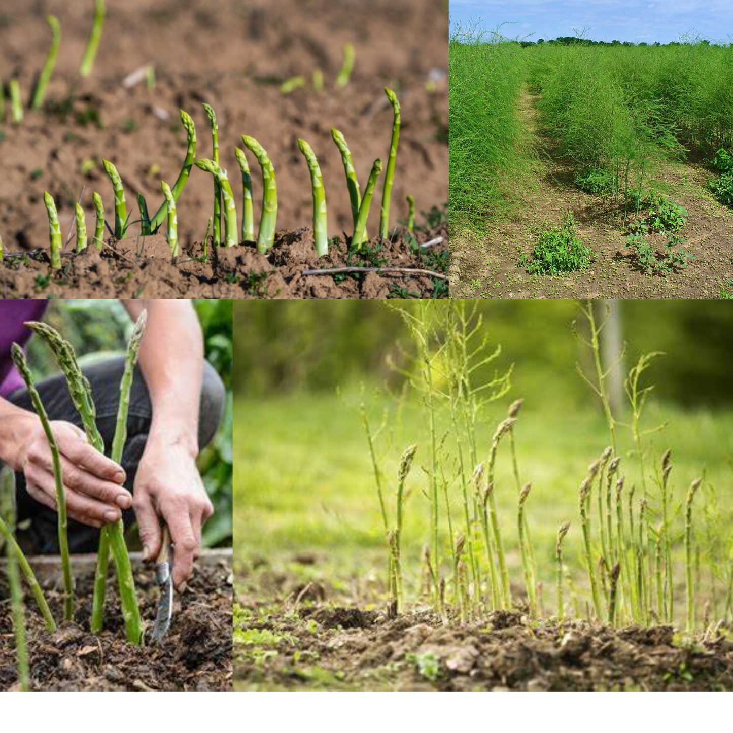 Grow Your Own Healthy and Nutritious Asparagus. Cultivez vos propres asperges saines et nutritives