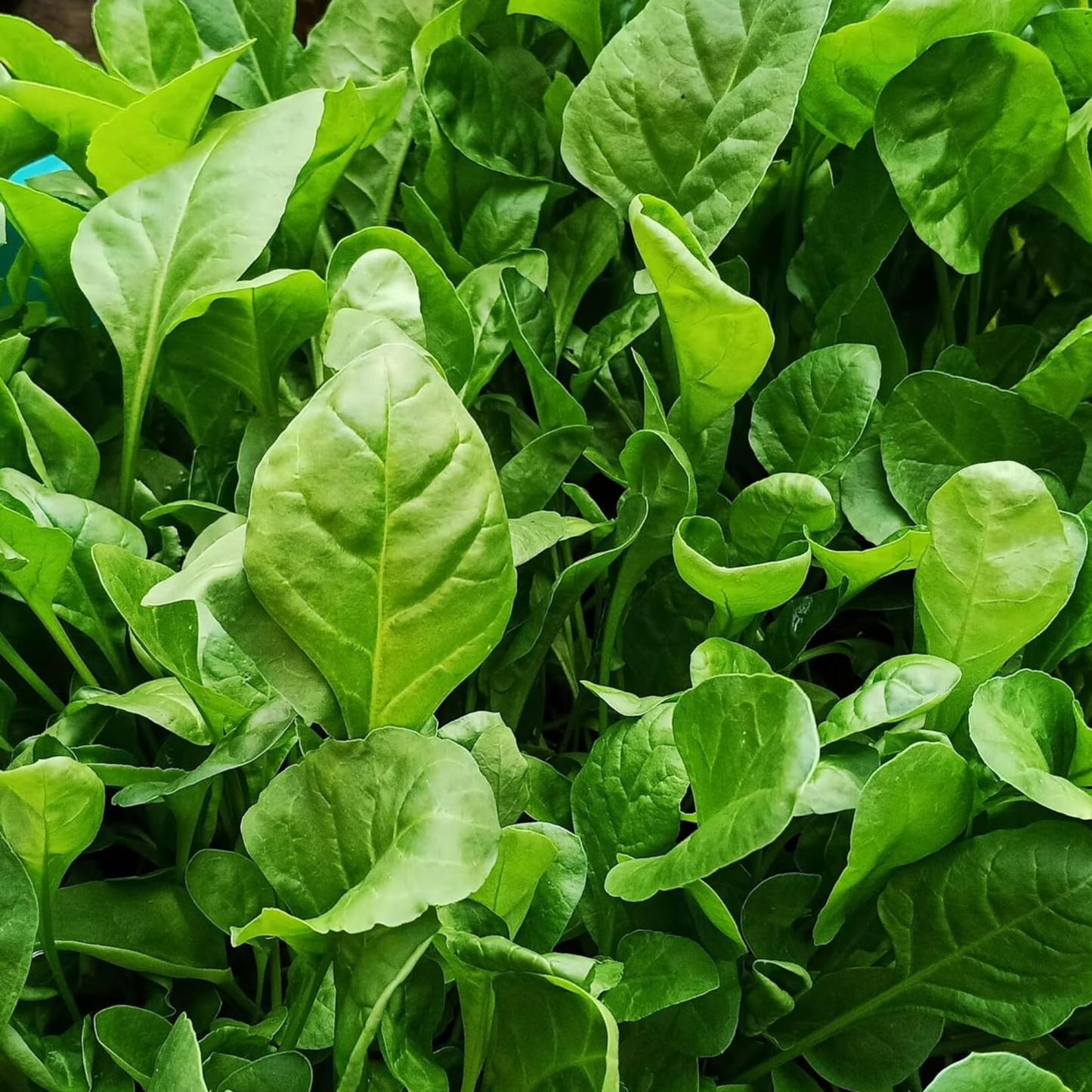 Top-notch Viroflay ideal for home gardening projects! Viroflay idéal pour les projets de jardinage à la maison!