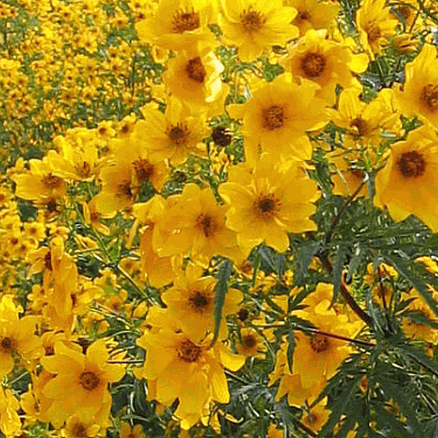 Bring some cheer to your garden with this swamp marigold. Apportez un peu de joie à votre jardin avec ce marécage.
