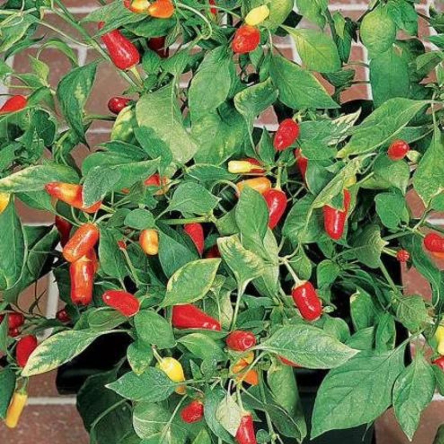 Enjoy homemade pickled peppers in no time. Profitez de piments marinés faits maison en un rien de temps.