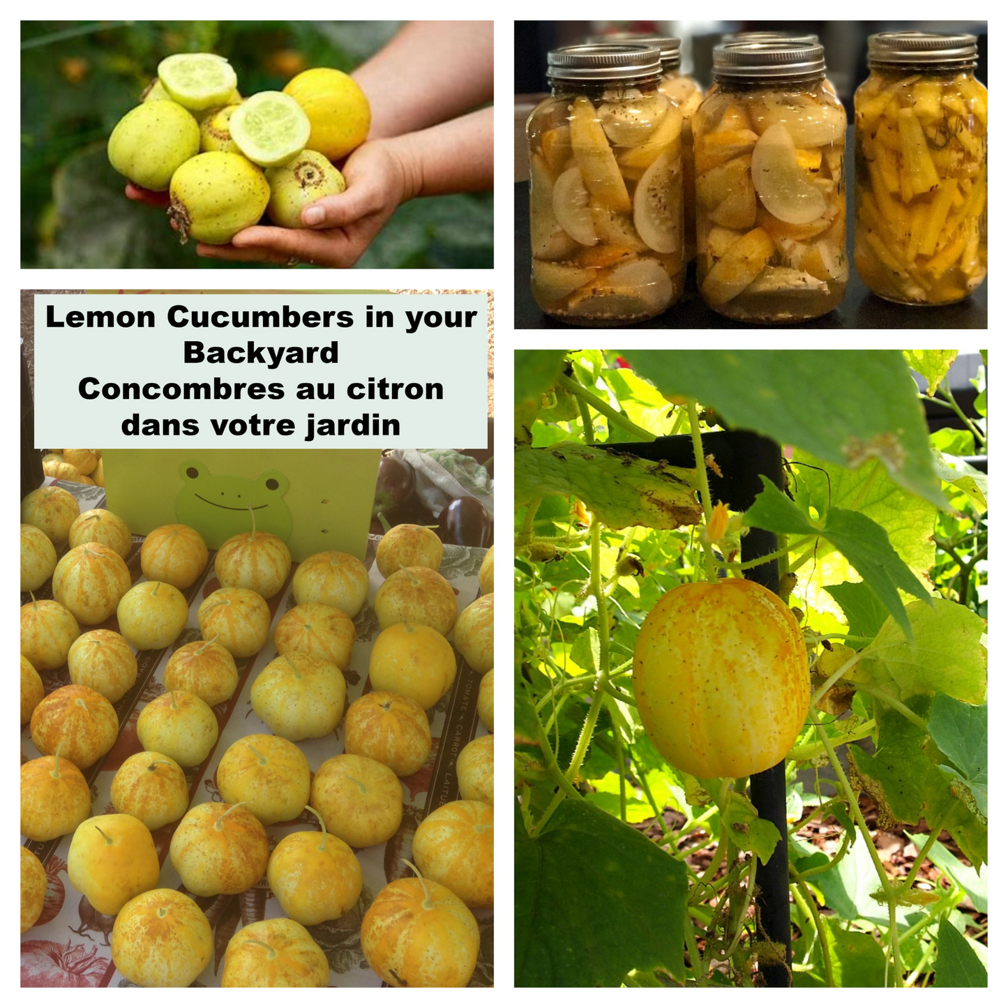 Lemons in the backyard, a vibrant & refreshing sight.Des citrons dans l’arrière-cour, un spectacle vibrant et rafraîchissant.