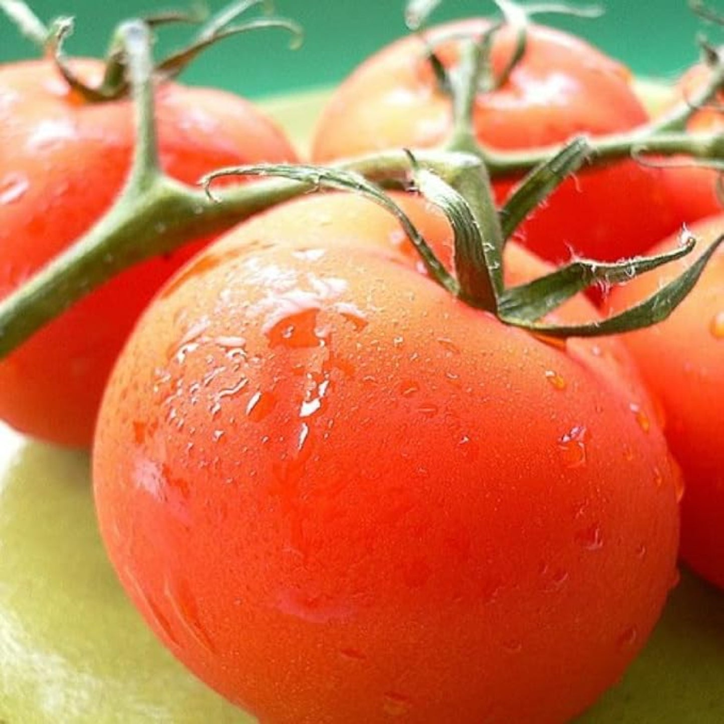 Fresh Homestead 24 Tomato Seeds for Planting Fresh Homestead 24 graines de tomates à planter