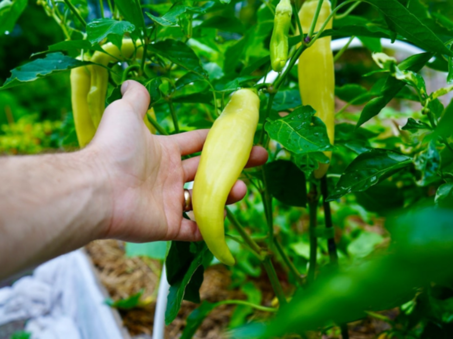 Banana Sweet Pepper seeds for home backyard gardening Graines de poivrons banane prêtes à être plantées au Canada